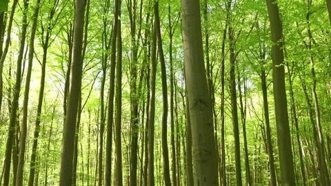 A tilt up shot of a green forest with a dense row of trees Stock Footage 346471887