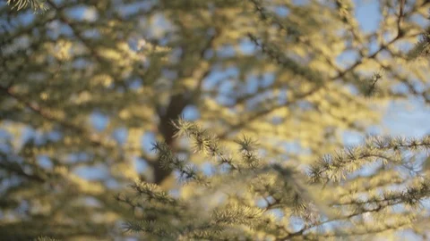 Tilt Up Shot. From the Ground to the Tree Branches. 스톡 동영상 93731411