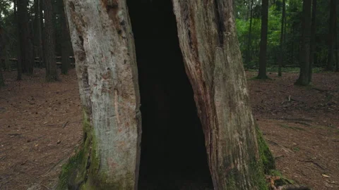 Tilt up shot of hollow dead tree trunk in woodland Stock Footage 346776691
