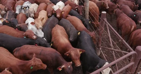 Tilt up shot of a large group of cattle in a feedlot Stock Footage 78193479