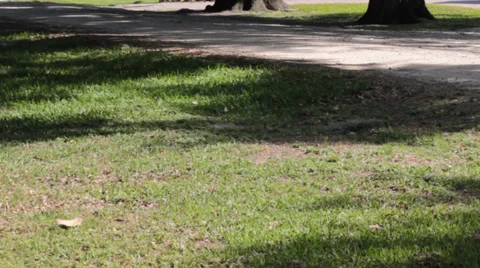 Tilt Up Shot to Large Oak Tree with Spanish Moss Stock Footage 37249336