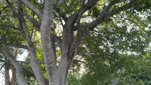 Tilt-Up Shot of a Large Park Tree Canopy Next to a Bench Stock Footage 339166951
