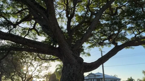 Tilt-Up Shot of a Large Suburban Tree Canopy in Golden Hour Stock Footage 339166984
