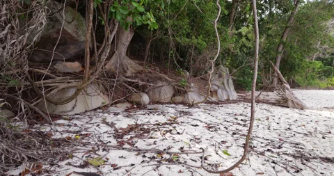 Tilt-up shot of large tropical tree growing on beach at Coral Island, Tioman Stock Footage 314771223