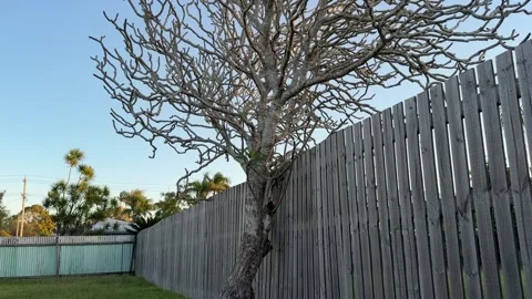 Tilt-Up Shot of a Leafless Frangipani Tree by a Wooden Fence Stock Footage 339166866
