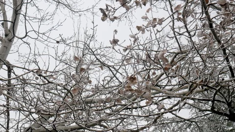 Tilt up shot on leafless tree branches with ice and snow Stock Footage 121396078