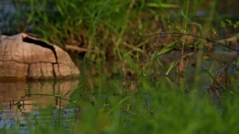 Tilt shot of leopard tortoise shell partially submerged in water in Africa Stock Footage 252297787