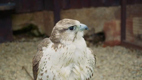 Tilt shot of a light-colored falcon sitting on a rock Stock Footage 311352108