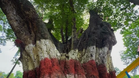 Tilt Up Shot of Lime Coated Tree Trunk for Traditional Pest Protection Stock Footage 340974402