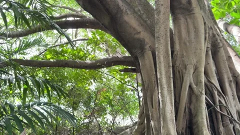 Tilt-Up Shot of Massive Fig Tree Trunk to Lush Canopy Stock Footage 339675453