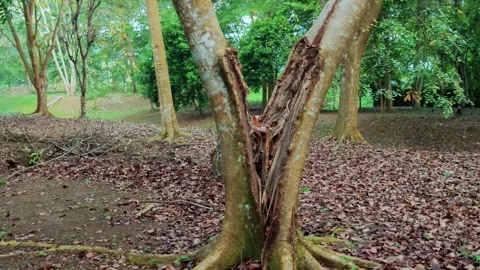 Tilt-up shot of a massive split tree trunk damaged by natural weathering. Stock Footage 337772980