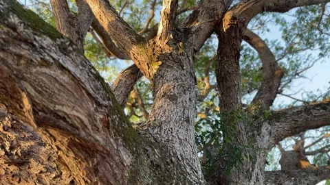 Tilt-Up Shot of a Massive Tree Canopy in Warm Golden Hour Light Stock Footage 339166901
