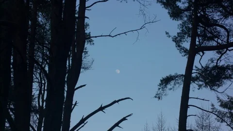 Tilt shot of The Moon Through Some Trees Stock Footage 74279968