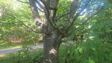 Tilt-up shot of old tree trunk to foliage Stock Footage 347260329