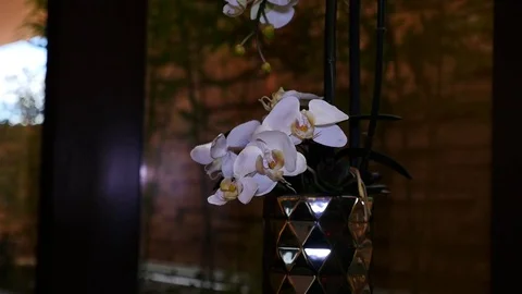 Tilt shot of Orchid Stock Footage 80174271