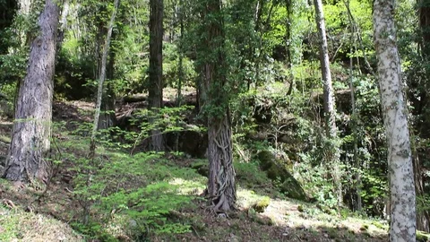 Tilt-up shot of particular tree that shows its roots Stock Footage 75212215