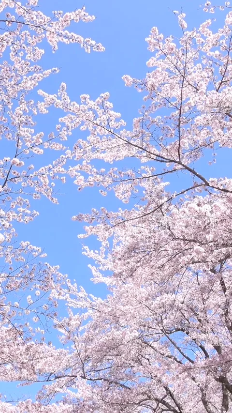 Tilt shot of Sakura in full bloom in Japan with blue sky. Cherry blossoms Stock Footage 305129012