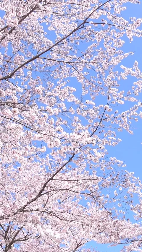 Tilt shot of Sakura in full bloom in Japan with blue sky. Cherry blossoms Stock Footage 305129018