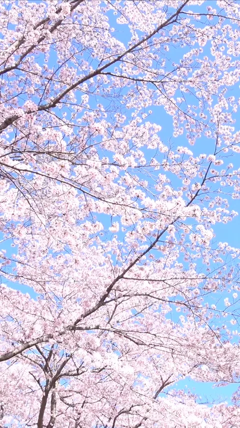 Tilt shot of Sakura in full bloom in Japan with blue sky. Cherry blossoms. Vidéo 305216019