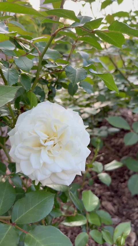 Tilt-up shot from a single pure white rose to the sunrise sky Stock Footage 336418559