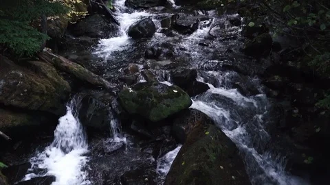 Tilt-up shot of a stream in a forest Stock Footage 95102208