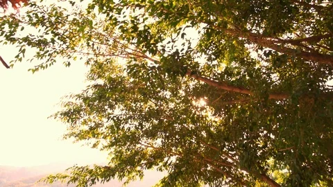 Tilt shot sun shining at tree with landscape view Stock Footage 101018471