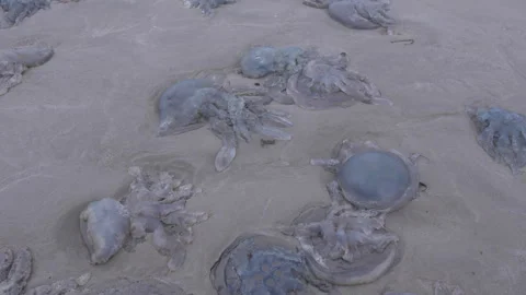 Tilt Shot of Thousands of Jellyfish Stranded on a Beach in Wales Stock Footage 293086864