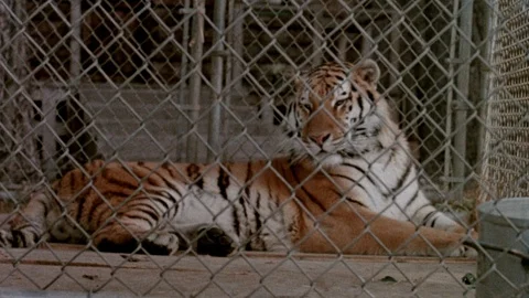 Tilt shot of a tiger lying down in a cage in forest, 1980s Video stock 95996742
