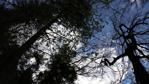 Tilt up shot to the top of the trees Stock Footage 75211467