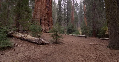 Tilt shot of the top of the trees, Sequoia National Park, California, Shot with 库存影片 103450156