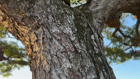 Tilt-Up Shot from Tree Bark Texture to Large Branch Canopy Stock Footage 339166948