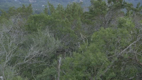 Tilt up shot from tree forest to Austin skyline Vidéo 104252758