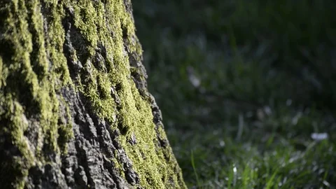Tilt Shot Of A Tree Moss Video stock 89139827