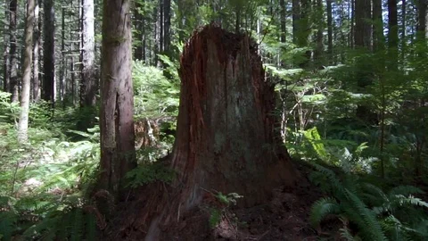 Tilt shot tree stump Stock Footage 110720249