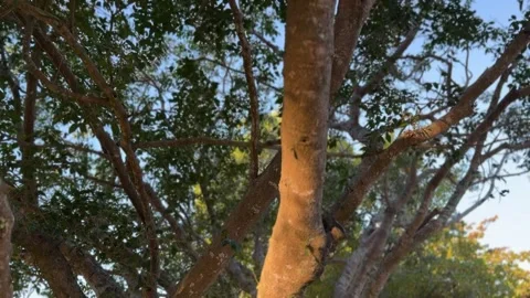 Tilt-Up Shot of a Tree Trunk and Canopy Bathed in Warm Evening Sunlight Stock Footage 339166946