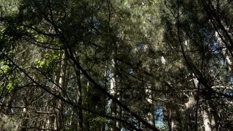 Tilt shot of trees in the forest with sunlight Stock Footage 76155864