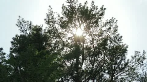 Tilt shot of trees while wind blows and sun shines Видео 11195348