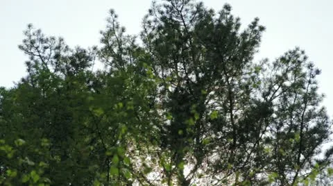 Tilt shot of trees while wind blows and sun shines Видео 11195459