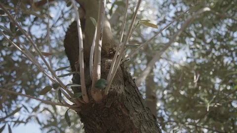 Tilt shot of the trunk of an olive tree in Israel Stock Footage 85616750