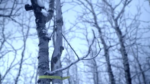 Tilt Up Shot Of Two Trees Tied With Yellow Straps In Snow Covered Forest - Stock Footage 282325517