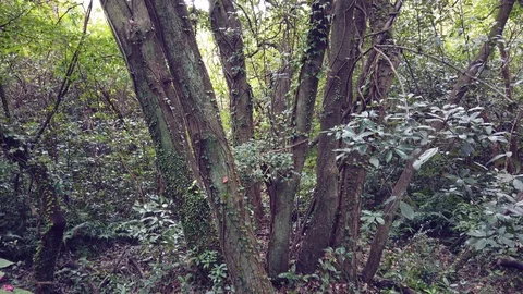 Tilt up shot from under the old tree in the virgin forest. Stock Footage 117416337