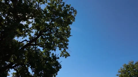 Tilt up shot under a tree next to ancient walls and view of Sazan Island Stock Footage 347273489