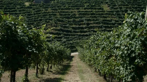 Tilt shot - view through the vineyard in Valdobbiadene hills - 4k Stock Footage 115433082