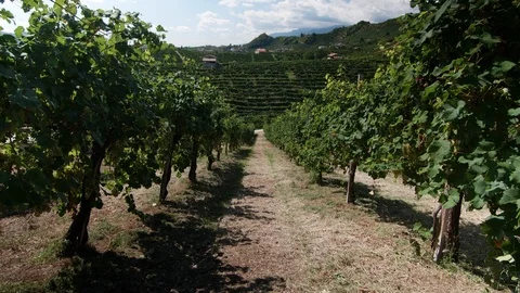 Tilt shot - view through the vineyard of Valdobbiadene - 4k Stock Footage 115434364
