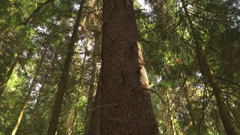 Tilt up shot from a wide view of massive tree trunks to a bright sunlit pine Stock Footage 348706929