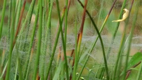 Tilt: Silk strings of spiderwebs, complex structures of cobwebs on green plants Stock Footage 79597006