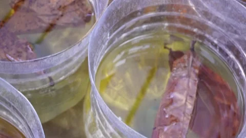 Tilt Up From Single Betta Fish In Gallon To Betta Fish Farm Vidéo 347932923