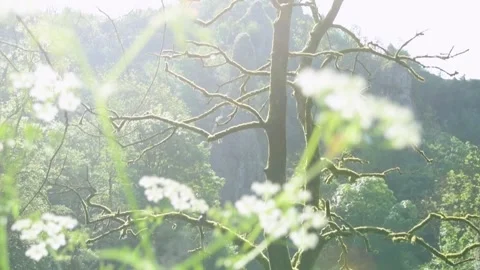 Tilt-Up Slow Motion Through Long Grass and White Blossom into Idyllic Green Fore Stock Footage 276835813