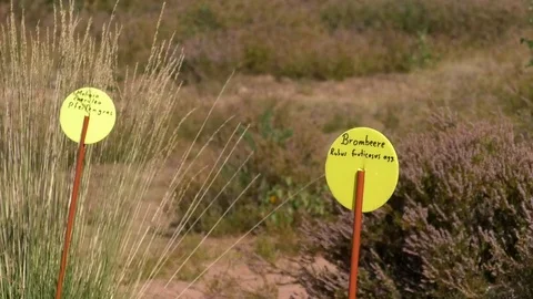 Tilt: small label reading Brombeere (German for blackberry) and the young plant Stock Footage 115136198