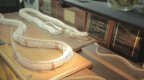 Tilt From Snake Skeleton To Snake Eggs and Skin Stock Footage 24385002